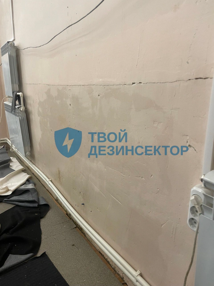 Дезинфекция от грибка и плесени