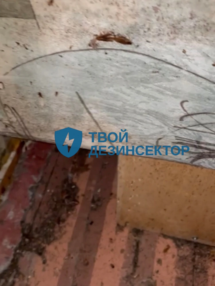 Дезинфекция от тараканов в Долгопрудном