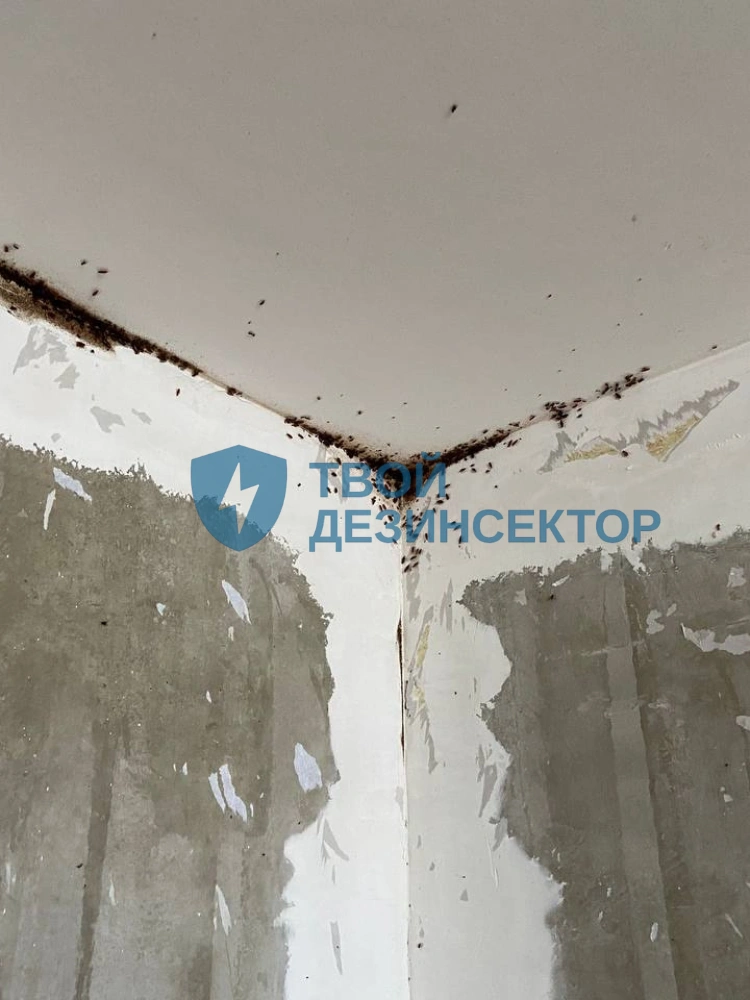 Дезинфекция квартиры от клопов в Люберцах