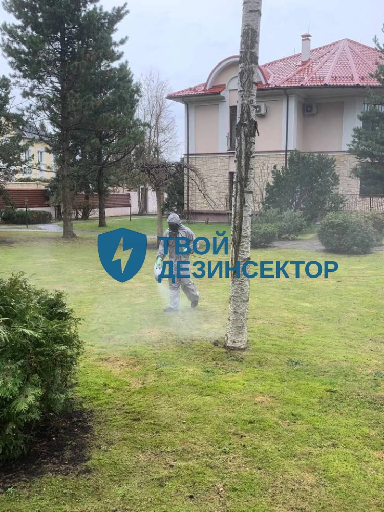 Дезинфекция квартиры от клопов в Мытищах