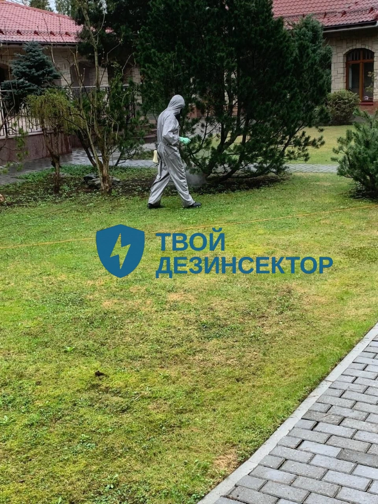 Дезинфекция квартиры от клопов в Мытищах