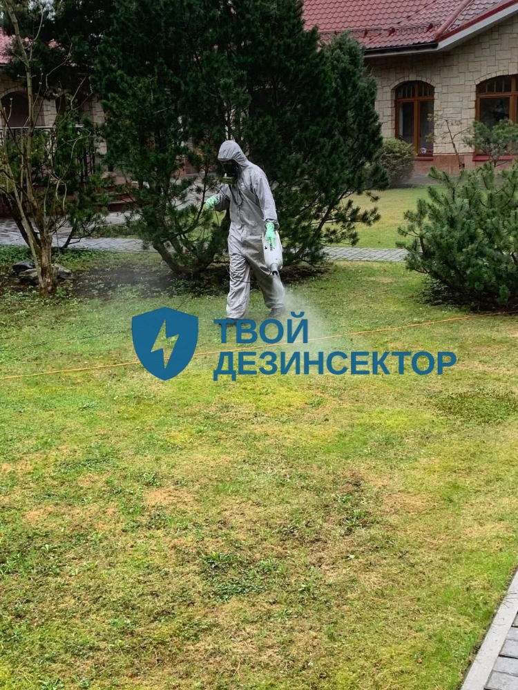 Дезинфекция квартиры от клопов в Мытищах
